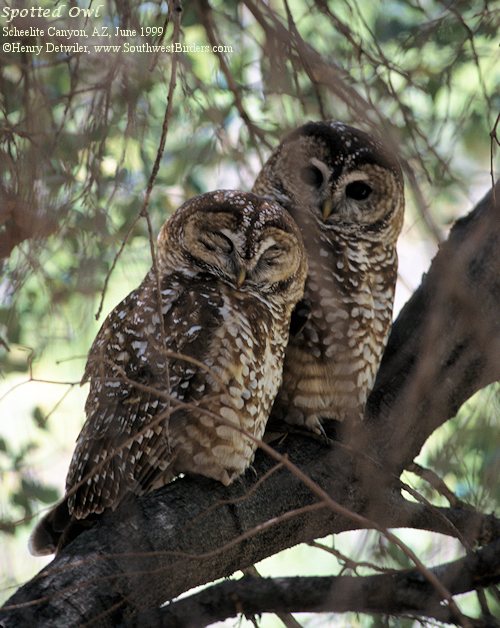 Spotted Owl